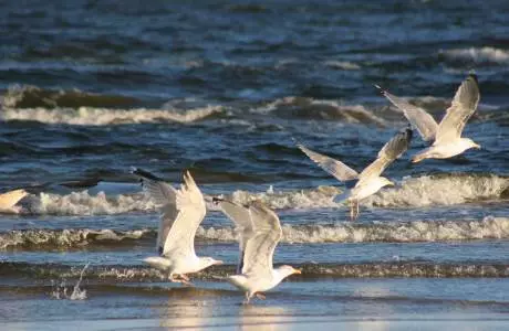 Turistler neden Jurmala'yı seçiyor? 3608_4