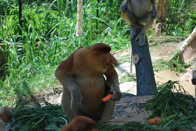 Poilsio savybės Kota Kinabalu 3876_3