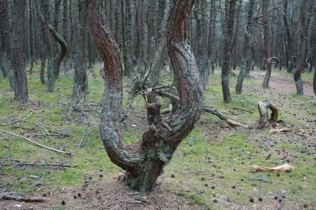 Ինչ էքսկուրսիաներ արժե այցելել svetlogorsk: