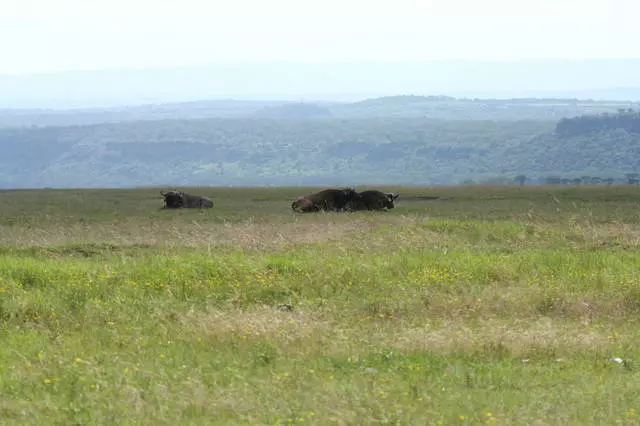 Què heu d'esperar de descansar a Kenya? 4620_3