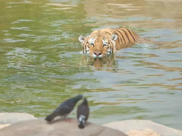 ಅಲ್-ಅನೆ: ಮರಳಲು ನೋಡಿ