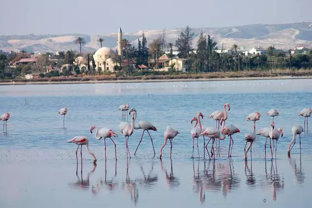 Que vaut la peine d'être visionné à Larnaca? 4886_4