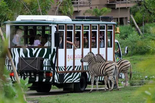 Ni safari gani zinazopaswa kutembelewa na Bali? Ambapo ni bora kununua safari? 52328_7