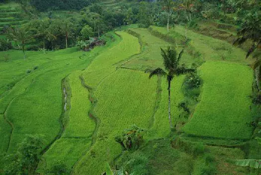 Unsa man ang kantidad nga pagtan-aw sa Bali? Ang labing makapaikag nga mga lugar. 52329_2