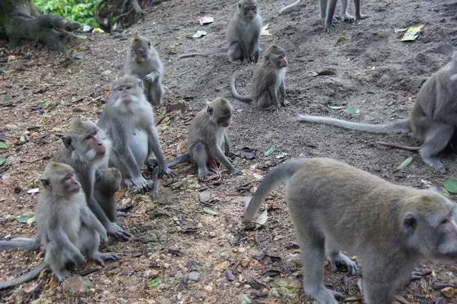 Lombok'a bakmaya değer nedir? En ilginç yerler. 52566_11