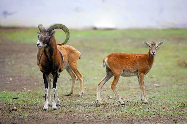 በብረት ወደብ ውስጥ ምን ሽርክና መጎብኘት አለባቸው? 5315_4