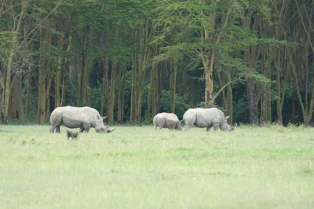 Nyaralás Kenyában: Előnyök és hátrányok. Érdemes Kenyába megy? 55676_2