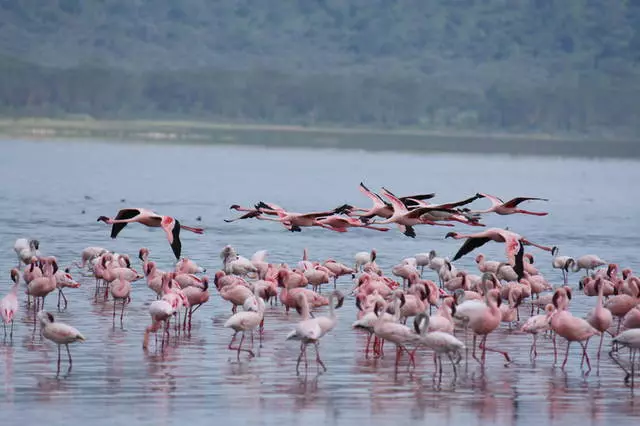 Mga Piyesta Opisyal sa Kenya: Mga kalamangan at kahinaan. Ito ba ay nagkakahalaga ng pagpunta sa Kenya? 55676_4