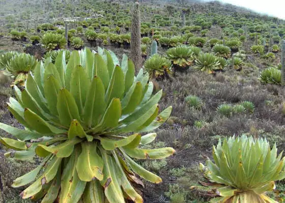 Que paga a pena ver en Nairobi? Os lugares máis interesantes. 55698_6