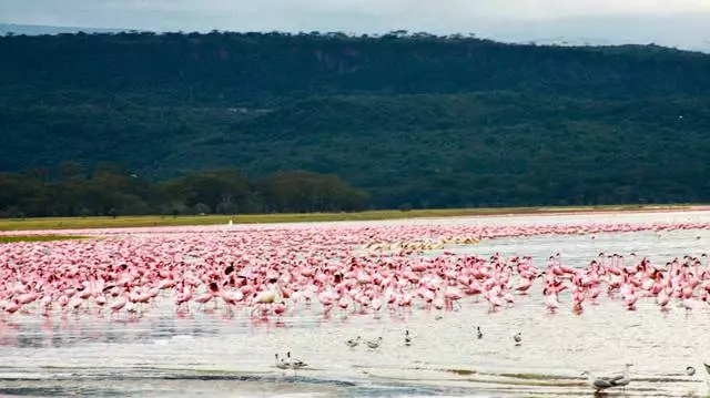 Wat is het bekijken waard in Nairobi? De meest interessante plaatsen. 55698_8