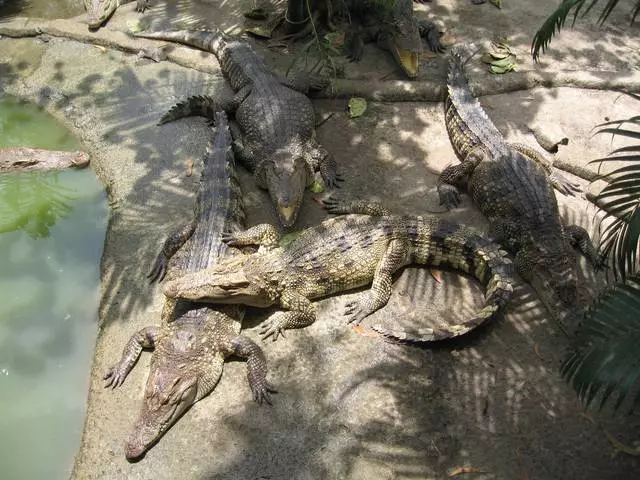 Për atë që vlen të vizitoni në Phuket