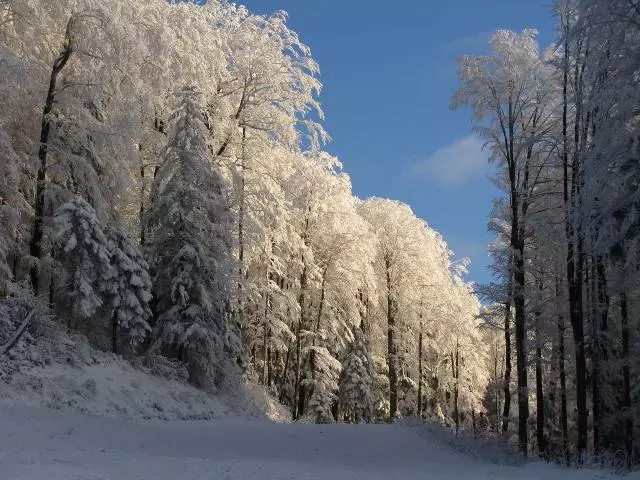 Rahoviana no tsara kokoa ny miala voly ao Salnik Moldova? 5753_2