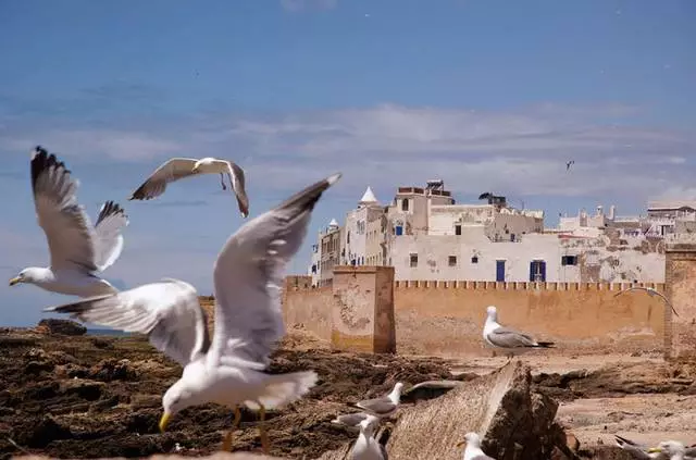 Mistrieħ fl-ES-saflier: vantaġġi u liżvantaġġi. Huwa ta 'min imur l-esavirui? 58563_1