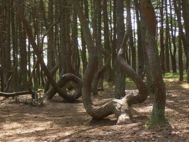 Yintoni ekufuneka ijonge kwi-Curonian Spit? Ezona ndawo zinomdla kakhulu. 60504_4