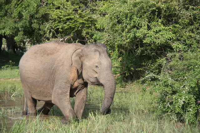 Ny fitsangatsanganana tsara indrindra any Sri Lanka.