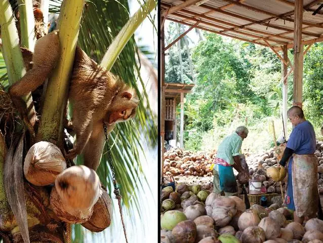 Apa hiburan di Samui? Bagaimana untuk mengambil diri anda bercuti? 62264_3