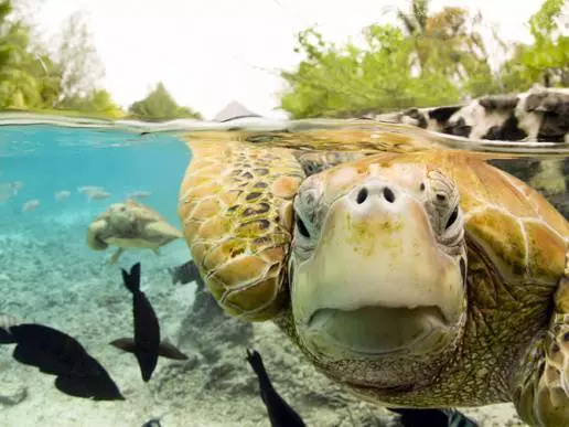 Descansa a Bora Bora: Pros i contres. He d'anar a Bora Bora? 65502_3