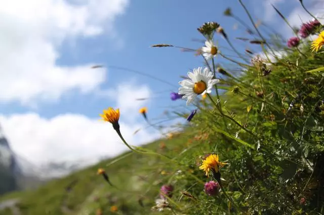 چه چیزی در حال مشاهده در Wengen است؟