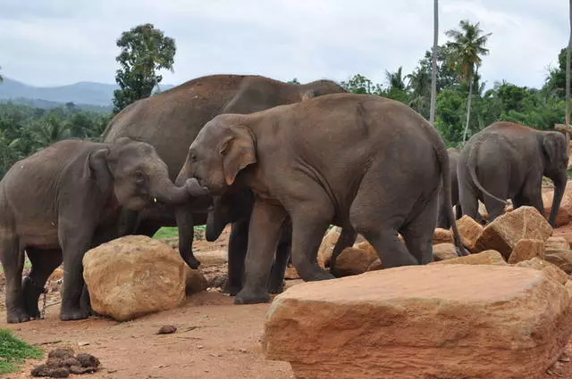 എപ്പോഴാണ് കോഗ്ഗാലിൽ വിശ്രമിക്കുന്നത് നല്ലത്? വിനോദസഞ്ചാരികൾക്കുള്ള നുറുങ്ങുകൾ. 67106_3