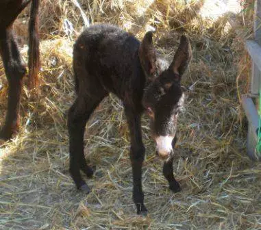 Pumzika na watoto huko Limassol: hoteli bora kwa ajili ya burudani na watoto, burudani ya kuvutia. 6751_17