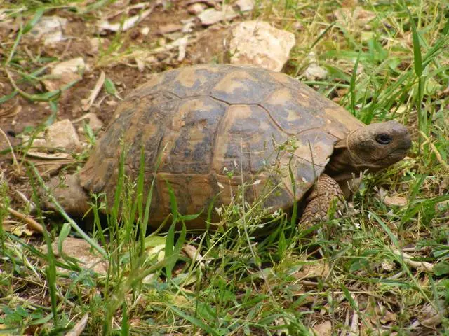 Menene wurare masu ban sha'awa masu ban sha'awa a Zakynfe? 7250_8