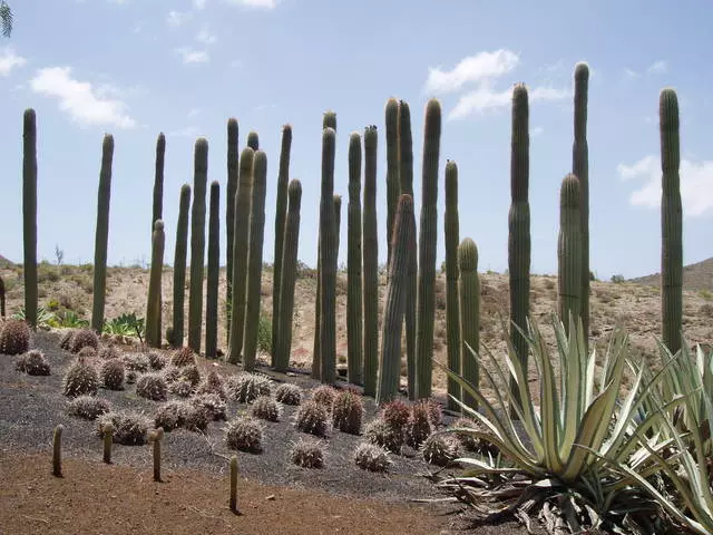 Nghỉ ngơi với trẻ em trên Tenerife. Lời khuyên hữu ích. 7538_5