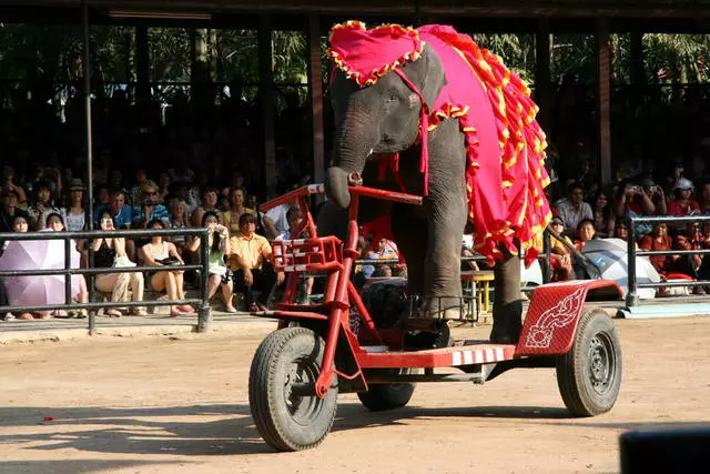 Funksjoner av rekreasjon i Thailand med barn. Hva å forvente? 7769_2