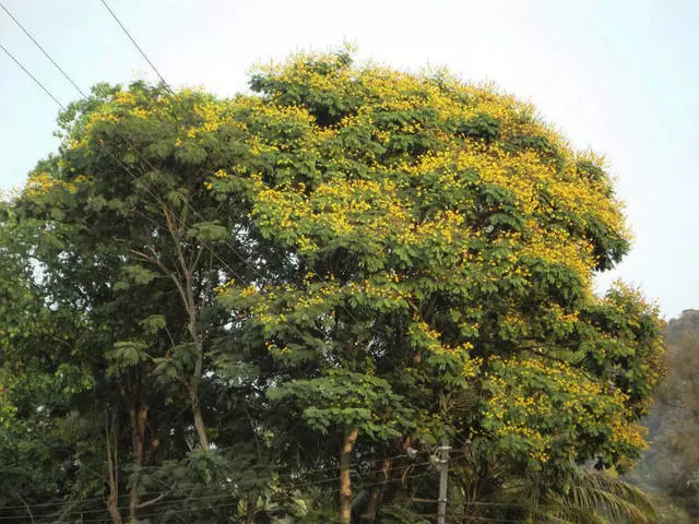 Felicidade por duas semanas para um centavo em Goa 8116_2