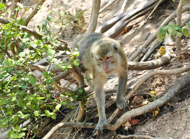 Nuair is fearr: ko LAN nó KOH Chang 8138_5