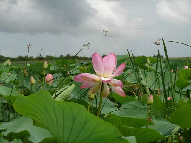 Sasikwi-anapa ilanga elinamaxesha amathathu 8229_2