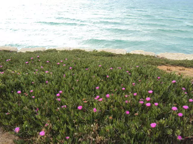 Feriados em Netanya. 8256_2