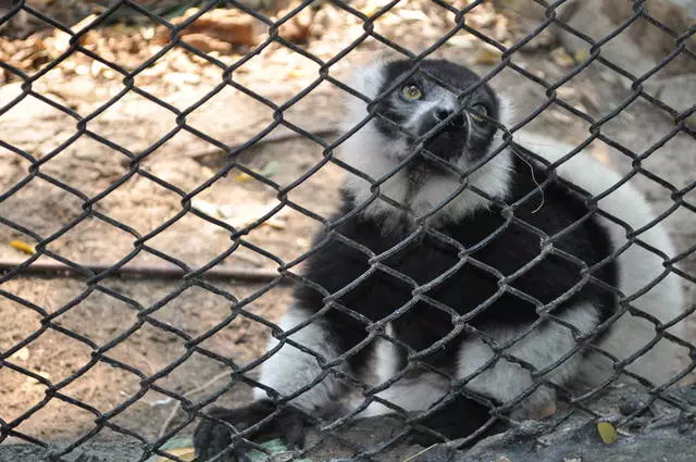 Која је забава у Бангкоку?