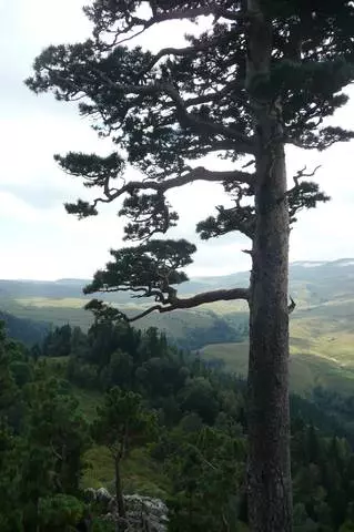 Çfarë duhet të shikoni në ekskursione në Maykop - Lago-Naki Plateau, Khajochskaya Tesnin, Waterfalls Ruffaggo 8492_4