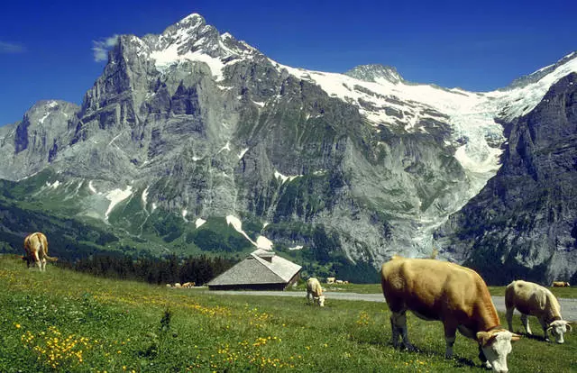 Er Grindelwald hentugur fyrir afþreyingu með börnum?