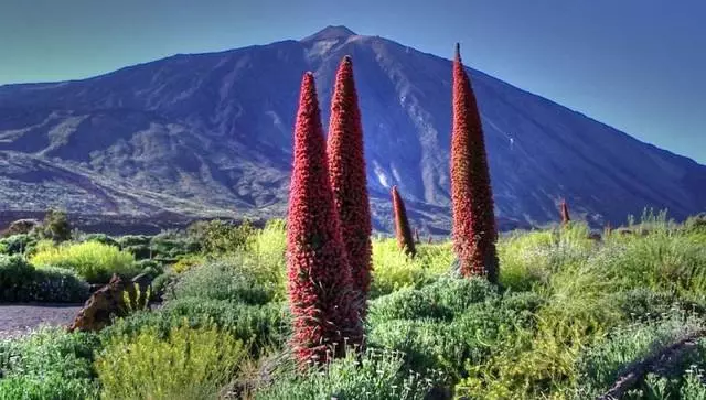 Tenerfe - Malo ogona Volcano 8643_3