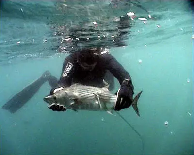 Wie fangen Sie Fische in der Krim?