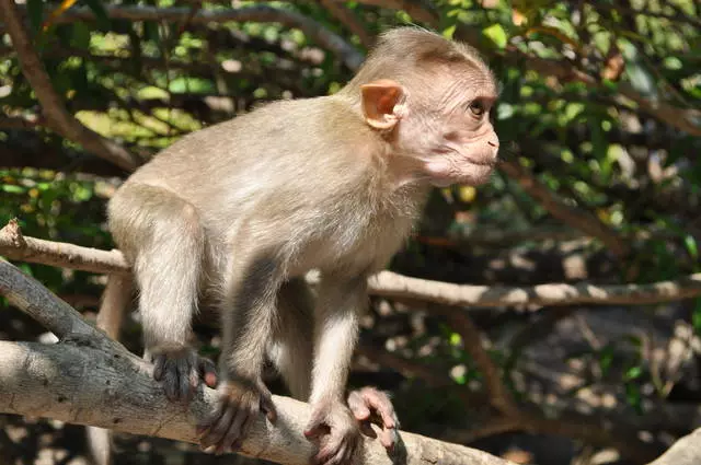 Goa: Siamsaíocht ar laethanta saoire