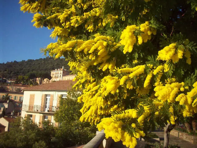 Herceg Novi, de lêste taflecht fan wite offisieren 8857_2