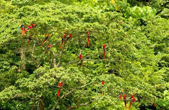 Viatge a la vora de la terra de Costa Rica (San José) 8981_11