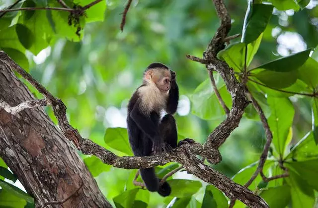 Tafiya zuwa gefen ƙasar Costa Rica (San Jose) 8981_12