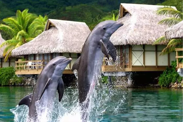 Najzanimljivija mjesta na otoku Moorea. 9037_3