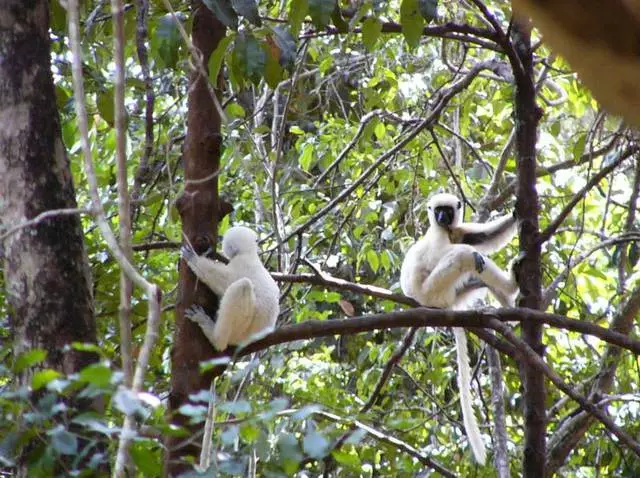 Vacacións fermosas na illa de Paradise Madagascar 9043_9