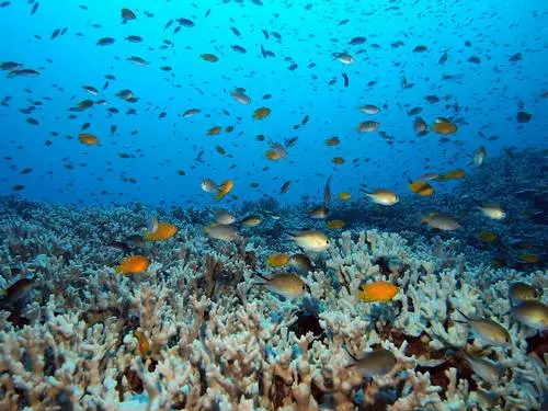 Hvorfor vælger turister Similan? 9159_2