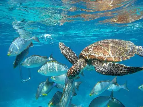 ¿Por qué los turistas eligen a Similan? 9159_3