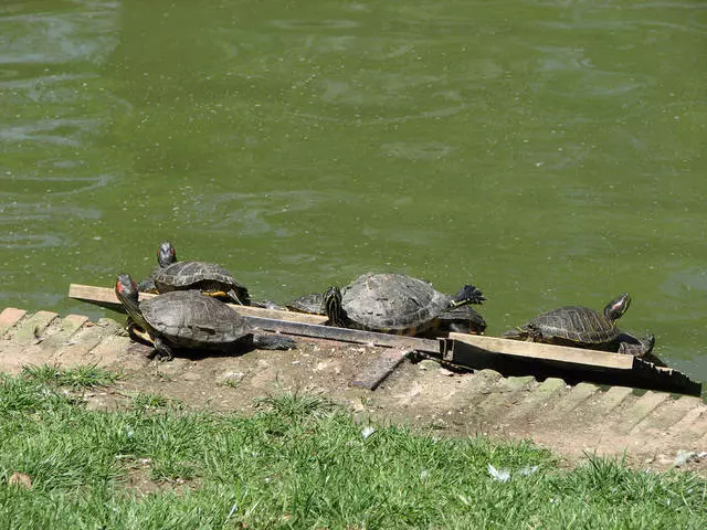 Черепахи в парке галицкого. Сквер черепашка Керчь.