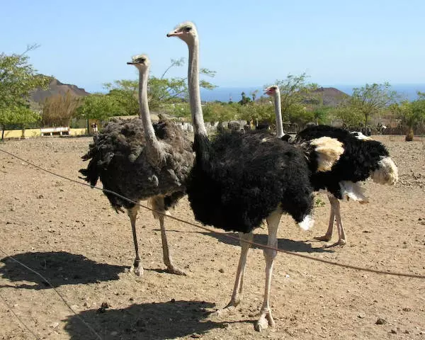 Rêwîtiyên herî balkêş ên li Aruba.