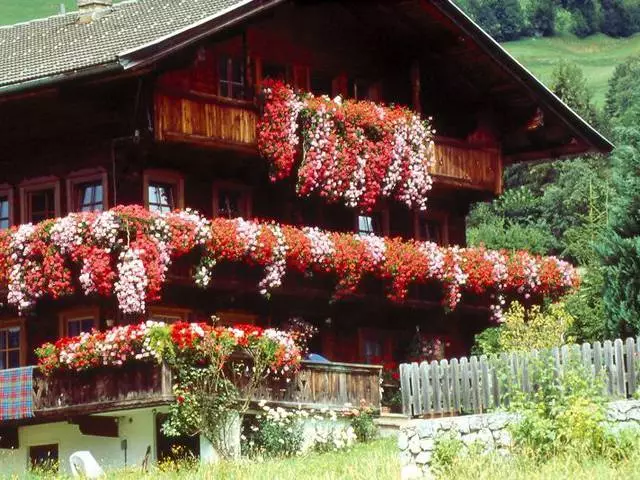 Napa kudu mlebu alpbach? 9566_3