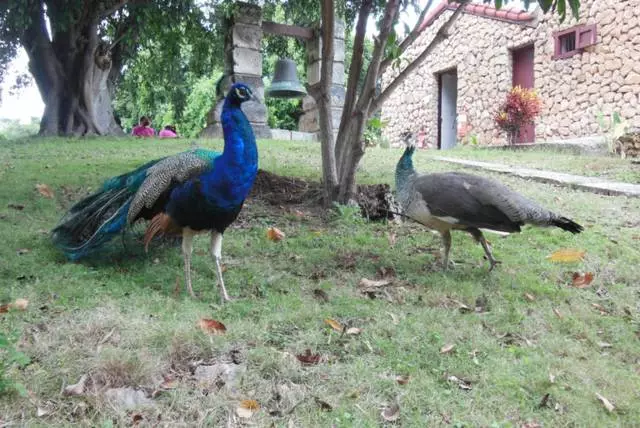 คุณควรดูอะไรใน Varadero