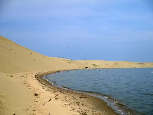 Curonian Spit: "Бийлүү токой", кум дөбөлөр жана деңиз пляждары