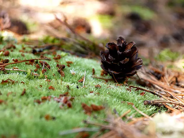 Curonian Spit : 